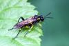 Macrophya montana